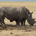 Neushoorn bij Nakuru meer