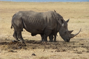 Neushoorn bij Nakuru meer