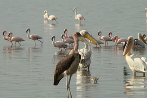 Nakuru