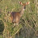 Mevrouw Kudu