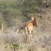 Hartebeest