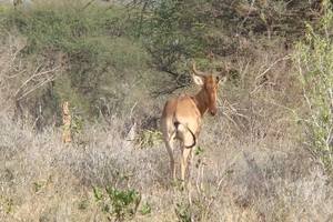 Hartebeest