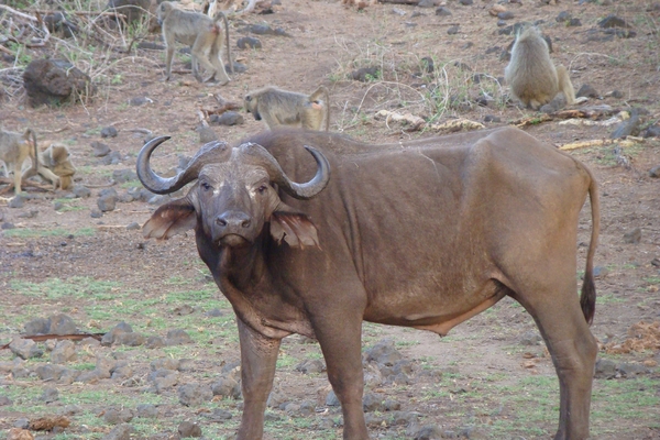Buffalo