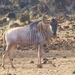 Wildebeest