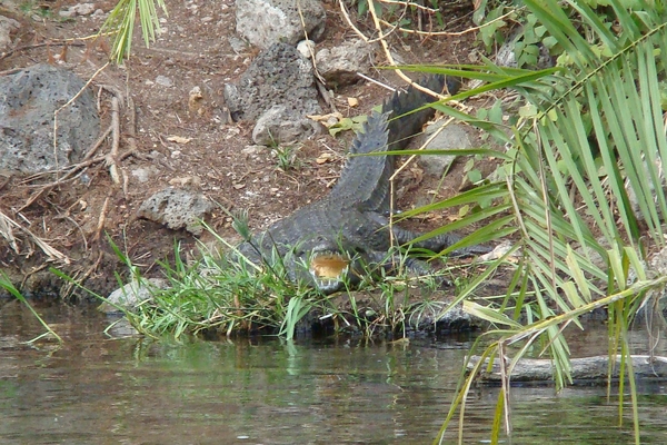 Mzima Springs Kroko