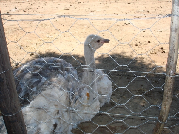 Zuid-Afrika 2008 185