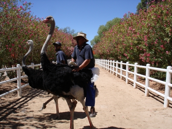 Zuid-Afrika 2008 196