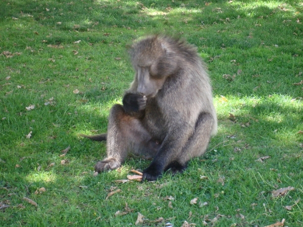 Zuid-Afrika 2008 364