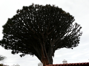 P1010340