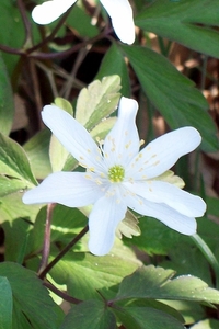 Bloem in het leidsch hout