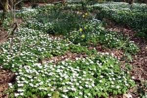 Bloemenbed