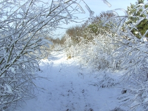 winterwonderland in noord-limburg