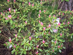 japanse  azalea