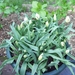 tulpen