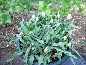 tulpen