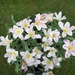 TULPEN