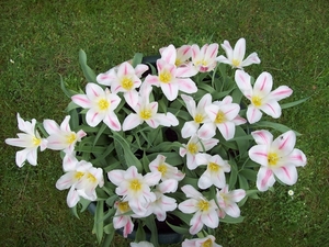 TULPEN