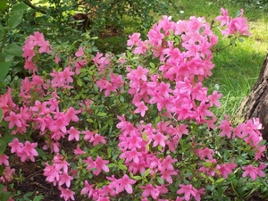 AZALEA