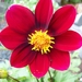 KLEINE DAHLIA