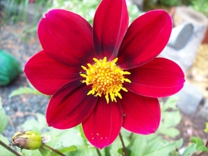 KLEINE DAHLIA