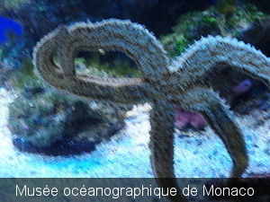 Monaco