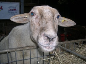 Schaap in de schaapskooi te Epen