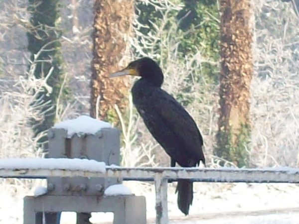 palingduiker met honger.