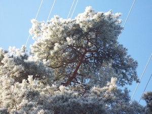 ijsbomen ??