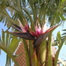9 Banaanbloem 009