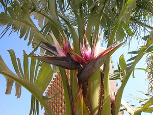 9 Banaanbloem 009