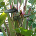 10 Banaanbloem 010