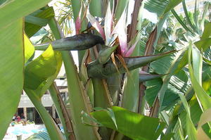 10 Banaanbloem 010