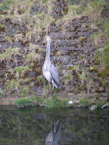 2008_0422 natuur (2)