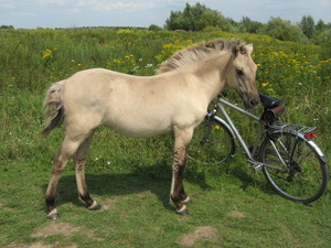 Konik paarden kunnen brutaal zijn!