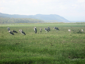 Foto's Sirimba bij Arie  juli 2008 186