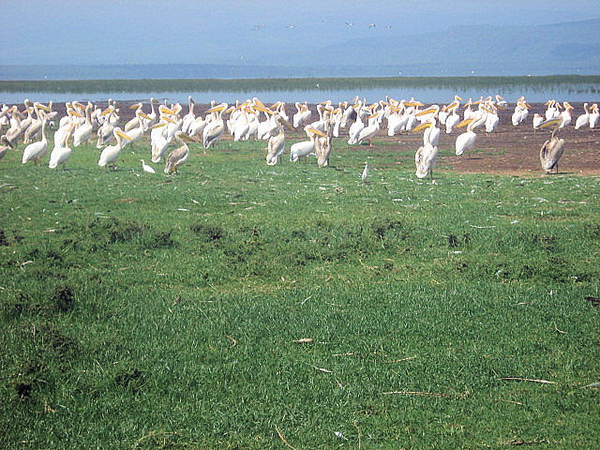 Foto's Sirimba bij Arie  juli 2008 188