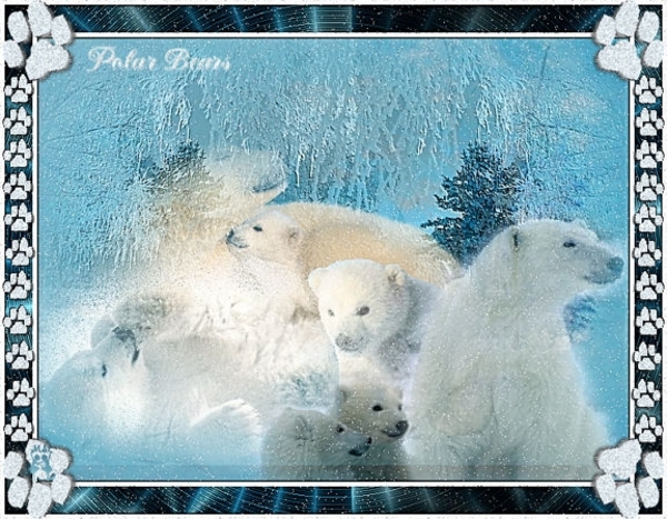 polar bears