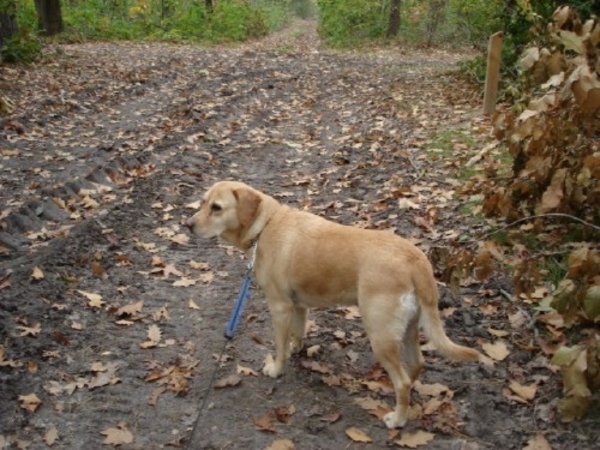 Tanja  onze labrador