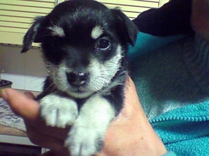 Tosca
