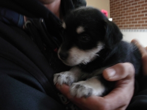 tosca