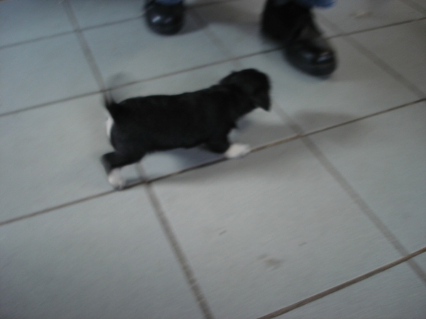 tosca