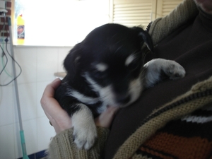 tosca 7 weken oud