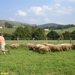 2007 schapenkaas 4