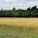 IMG_0617 (1)