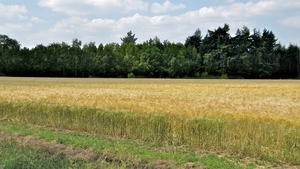 IMG_0617 (1)
