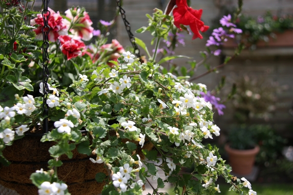 onze tuin