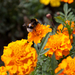IMG_2803 (2136 x 1424)