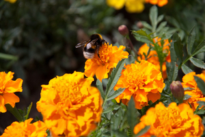 IMG_2803 (2136 x 1424)