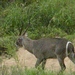 Waterbok