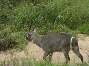 Waterbok